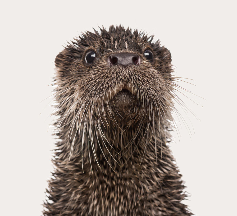 De otter heeft het niet gedaan